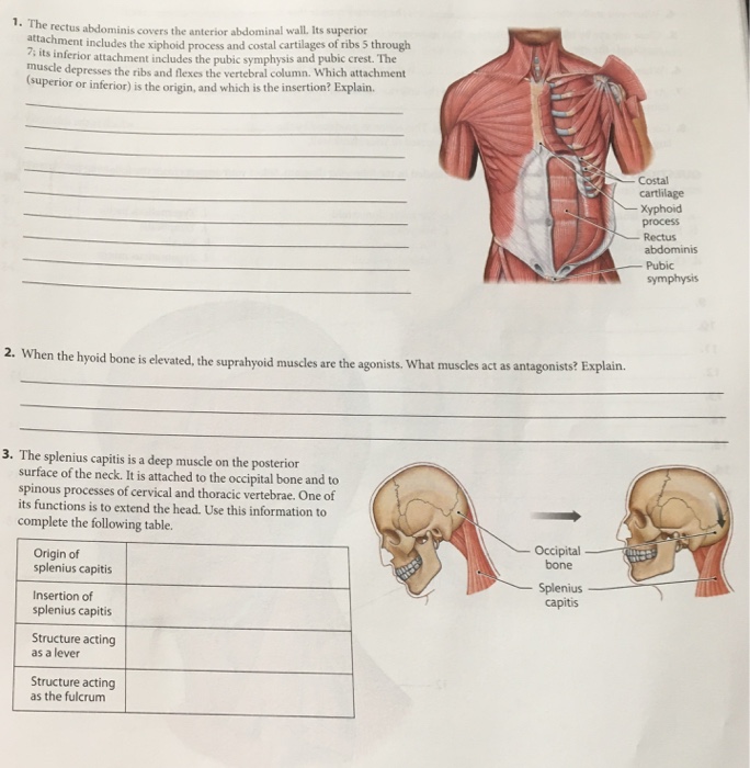 Anterior abdominal muscles: Anatomy and functions