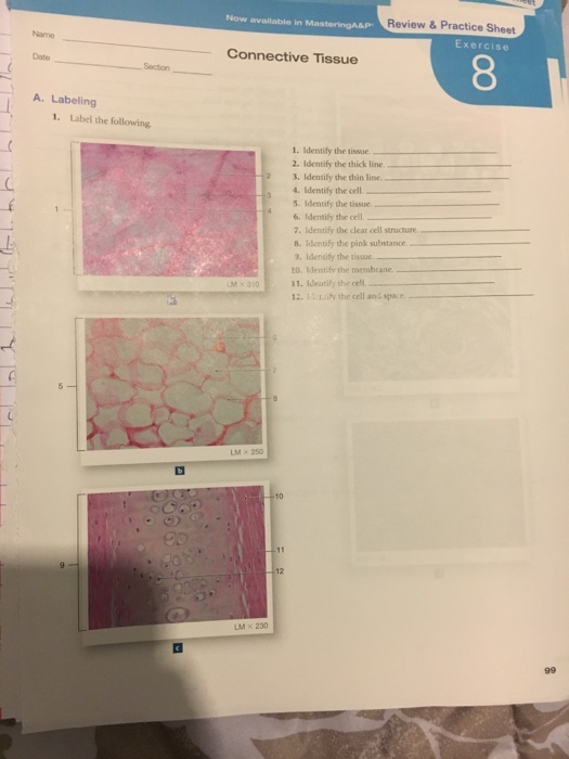 Iew Practice Sheet Name Epithelial Tissue Date A Chegg 