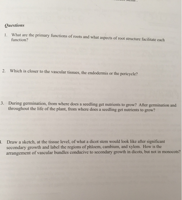 Solved What are the primary functions of roots and what | Chegg.com