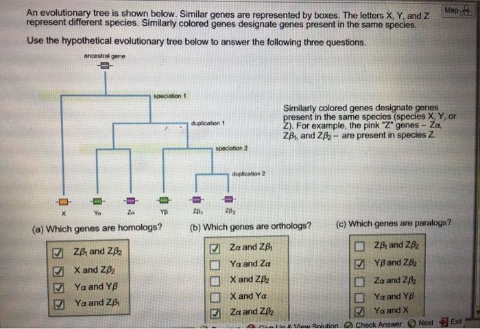 Solved Map Oo An Evolutionary Tree Is Shown Below Simila Chegg Com