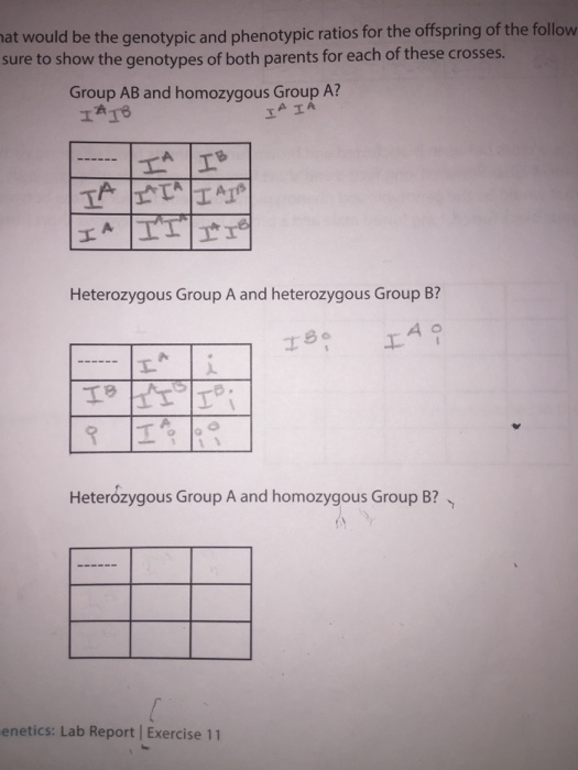 Solved At Would Be The Genotypic And Phenotypic Ratios Fo Chegg Com