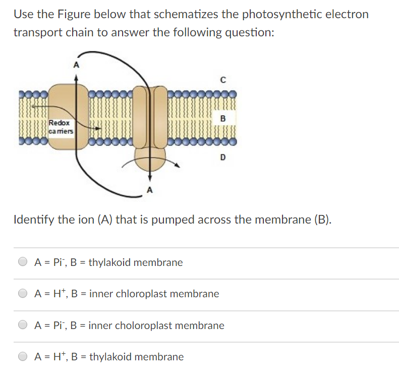 electron transport chain photosynthesis