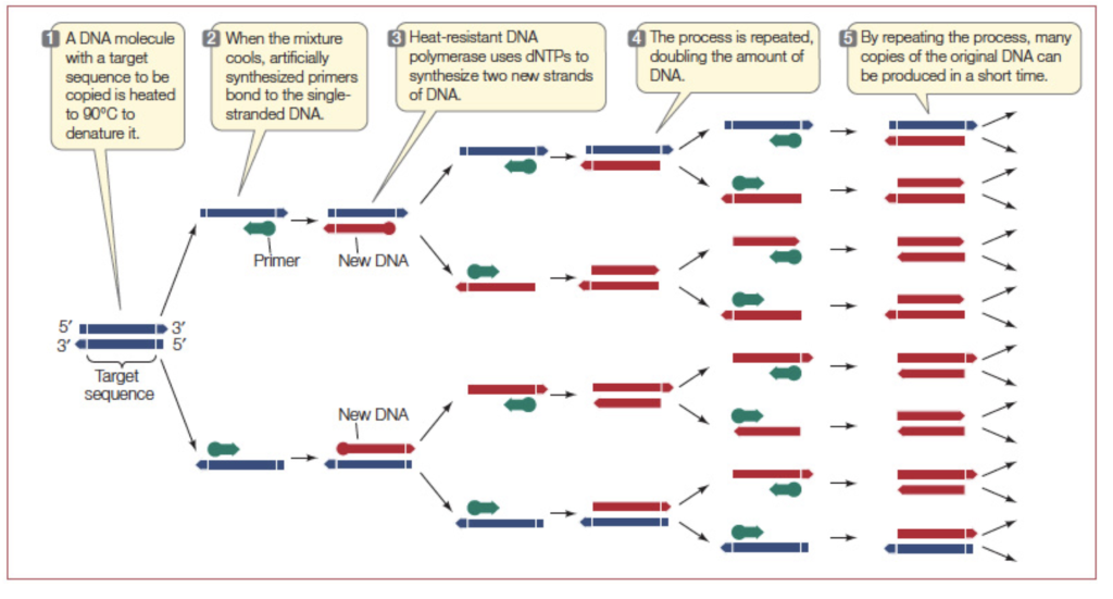 Solved The polymerase chain reaction (PCR) is an enzymatic ...