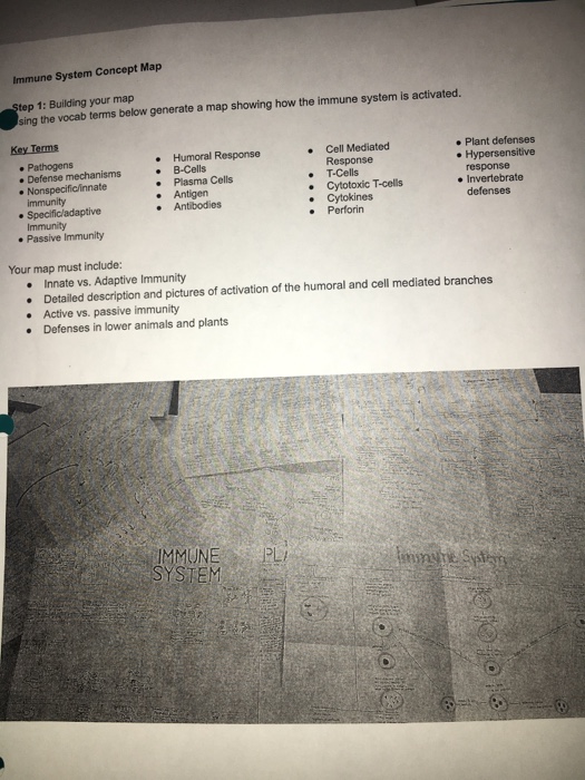 Immune System Concept Map Answer Key Solved: Immune System Concept Map P 1: Building Your Map S 