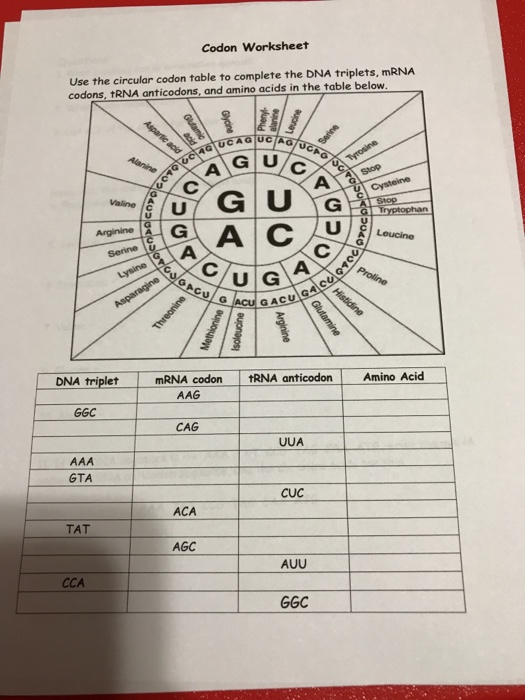 Solved Codon Worksheet Use The Circular Codon Table To Chegg Com