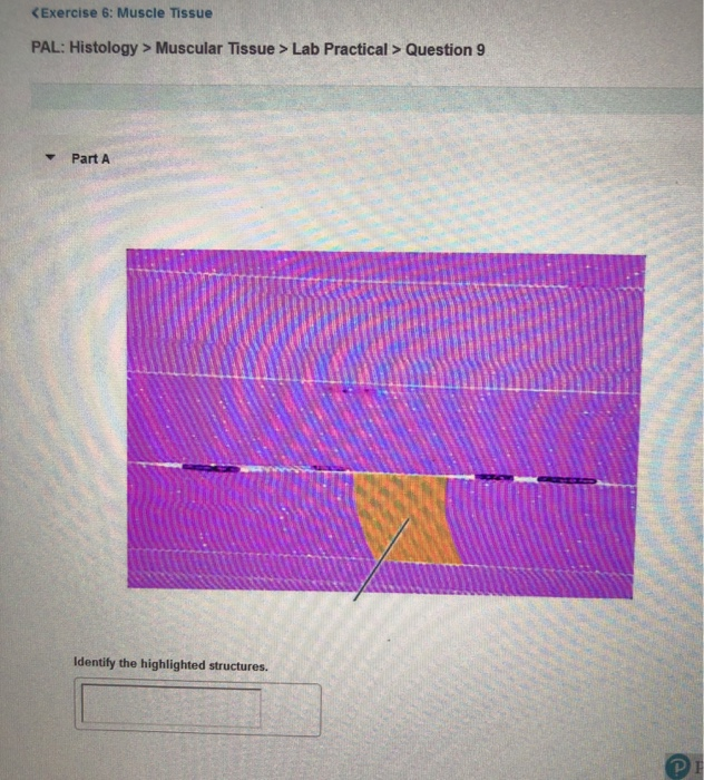 Exercise 6 Muscle Tissue Pal Histology Muscular Chegg 