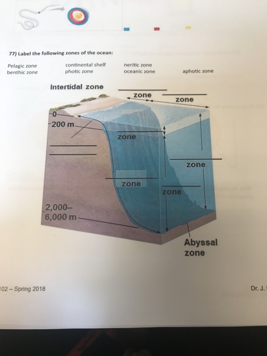 pelagic zone diagram