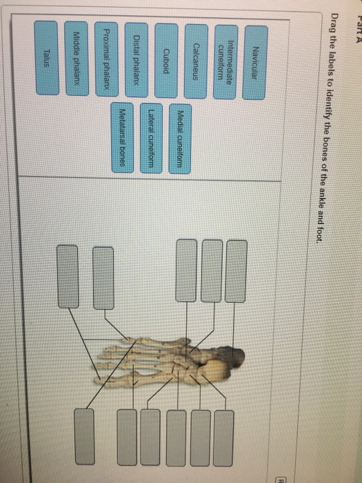 Solved: Drag The Labels To Identify The Bones Of The Ankle ...