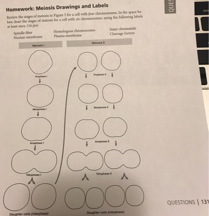 Solved: Homework: Meiosis Drawings And Labels Review The S ...