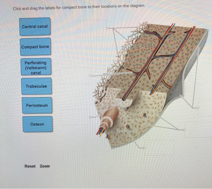 Solved: Click And Drag The Labels For Compact Bone To Thei ...