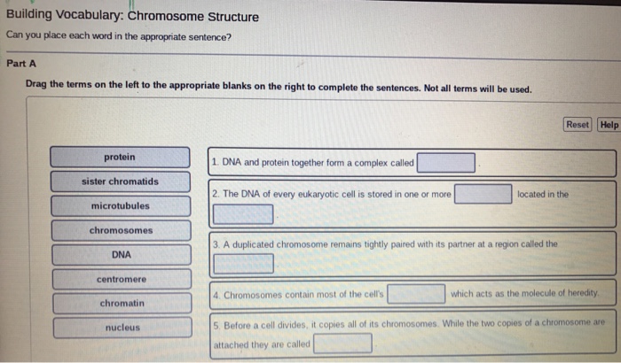 Solved Building Vocabulary Chromosome Structure Can You Chegg Com