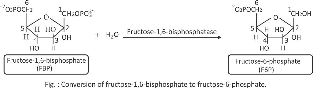 Фруктоза селиванова. Fructose-6-phosphate. Fructose 1,6 bisphosphatase2. Fructose 2 6 bisphosphatase. Β-D-fructofuranose 6-phosphate.