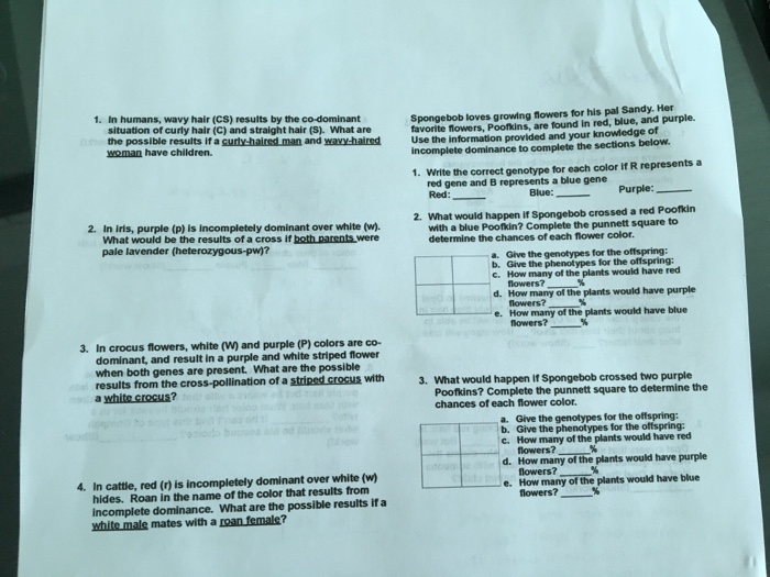 Solved 1 In Humans Wavy Hair Cs Results By The Co Dom
