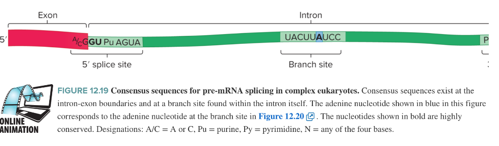 how to identify exon and intron in sequence bioedit how to identify exon and intron in sequence bioedit
