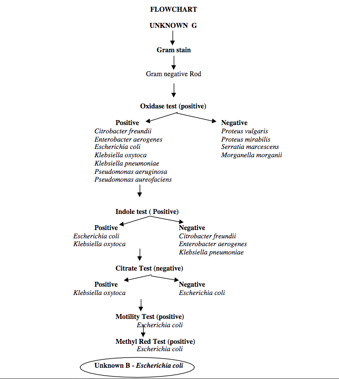 Microbiology Biochemical Test Flow Chart