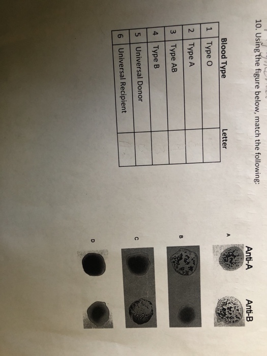 Solved 10 Using The Figure Below Match The Following A Chegg Com