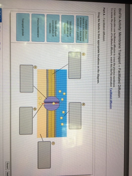 Bioflix Activity Membrane Transport Facilitated Chegg 