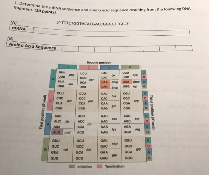 Determine The Mrna Sequence And Amino Acid Sequence Chegg Com