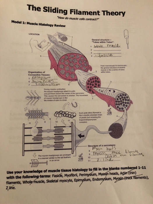 Solved The Sliding Filament Theory How do muscle cells | Chegg.com