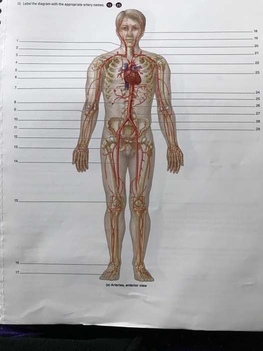 12 Label The Diagram With The Appropriate Artery Chegg Com