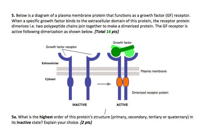 5. Below is a diagram of a plasma membrane protein that functions as a growth factor (GF) receptor When a specific growth factor binds to the extracellular domain of this protein, the receptor protein dimerizes i.e. two polypeptide chains join together to make a dimerized protein. The GF receptor is active following dimerization as shown below. [Total 16 pts] Growth factor Growth factor receptor Extracellular Plasma membrane Cytosol Dimerized receptor protein INACTIVE ACTIVE 5a. What is the highest order of this proteins structure (primary, secondary, tertiary or quaternary) in its inactive state? Explain your choice. [2 pts]