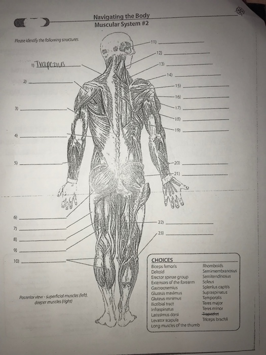 Solved Navigating the Body Muscular System #2 Please idenily