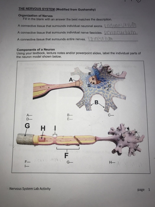 Solved The Nervous System Modified From Gushansky Organ Chegg Com