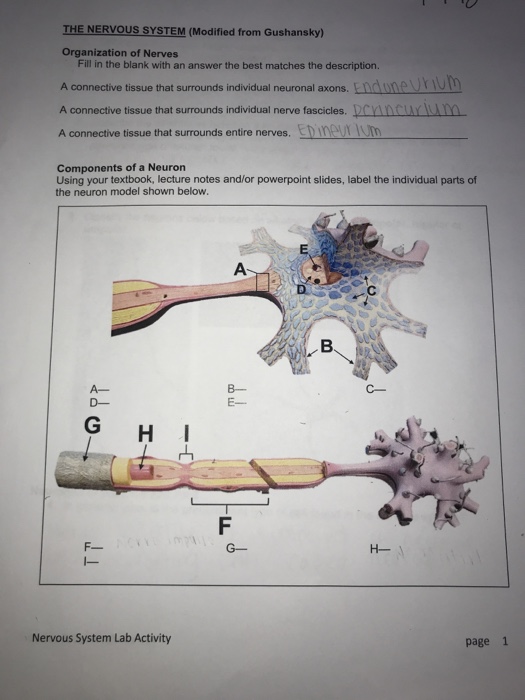 Solved The Nervous System Modified From Gushansky Organ Chegg Com