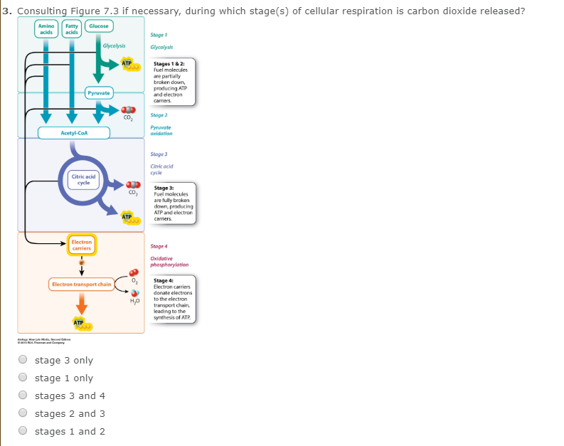 Solved 2. Complete Oxidation Of Glucose To CO2 Involves T