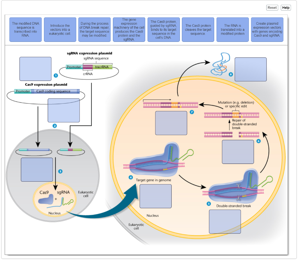 Researchers Show How Specific Gene >> Solved Hello I Need Some Assistance With A Problem I Enc Researchers Show How Specific Gene >> Solved Hello I Need Some Assistance With A Problem I Enc