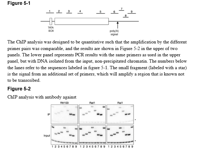 Figure 5-1 TATA BOX poly(A) signal The ChIP analysis was designed to be quantitative such that the amplification by the different primer pairs was comparable, and the results are shown in Figure 5-2 in the upper of two panels. The lower panel represents PCR results with the same primers as used in the upper panel, but with DNA isolated from the input, non-precipitated chromatin. The numbers below the lanes refer to the sequences labeled in figure 5-1. The small fragment (labeled with a star) is the signal from an additional set of primers, which will amplify a region that is known not to be transcribed. Figure 5-2 ChIP analysis with antibody against Rtt103 Rat1 Rail IP 1 2 3 4 56789 1 2 3 45 67 89 1 2 345 67 89