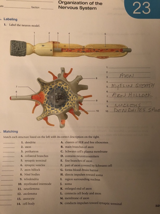 neuron cell model labeled