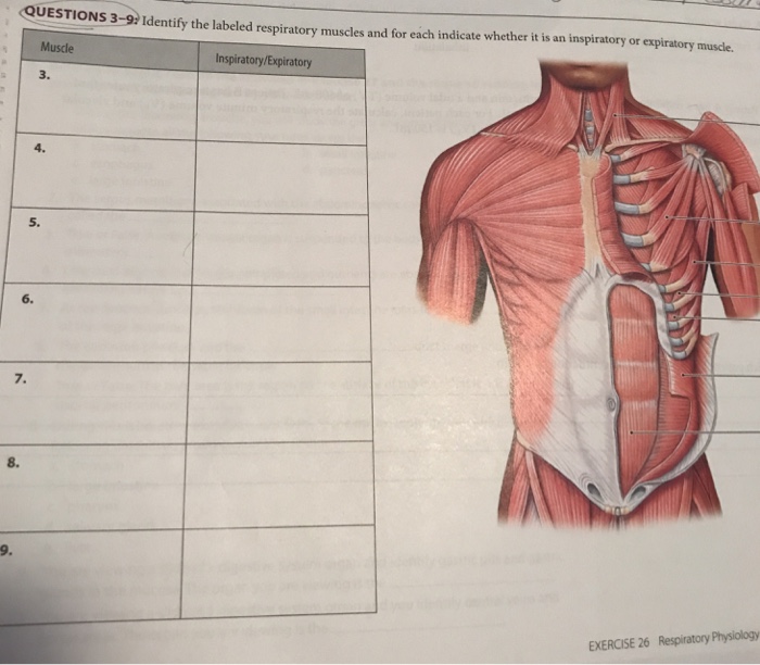 Respiratory muscles diagram