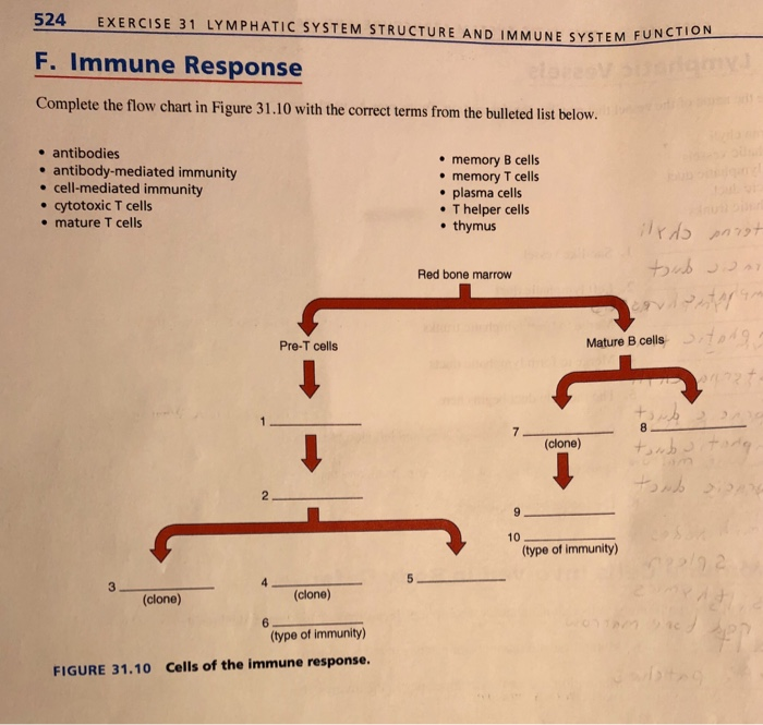 Immune Response Flow Chart
