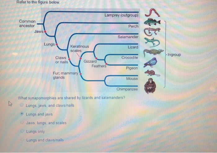 Lesson 1: How to noose a lizard – NatureProtips