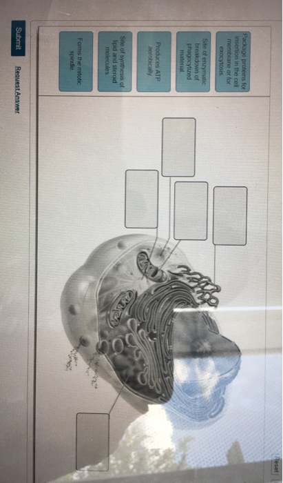 Solved Reset Package proteins for insertion in the cell | Chegg.com