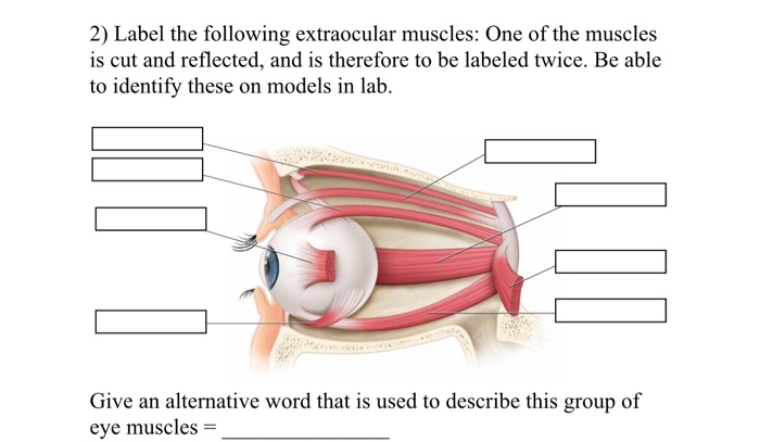 eye muscles model labeled