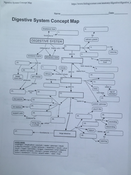 Digestive System Concept Map Answers Solved: Digestive System Concept Map Https:/.biologycor 