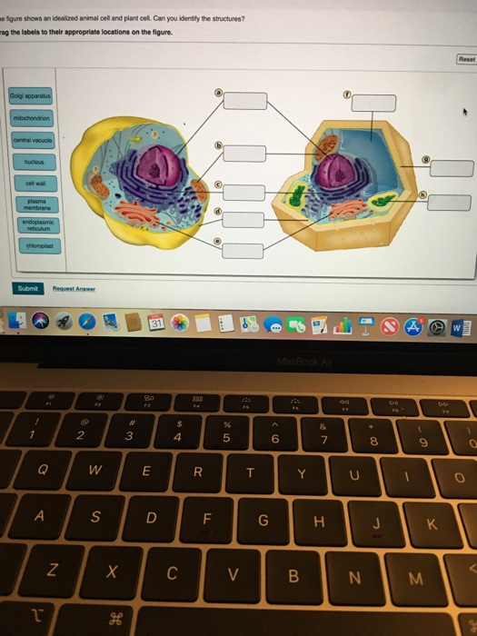 Solved figure shows an idealized animal cell and plant cell 