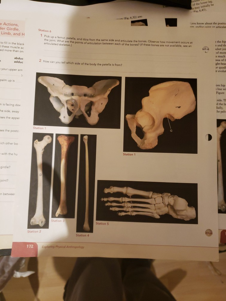 Jun on X: IMO, the Z-shaped orientaion of femur-tibia 2 is unusual for a  pygnogonid unless they're coxae-tibiae. There's also a short section  (arrowhead) between femur and tibia 1 which looks like