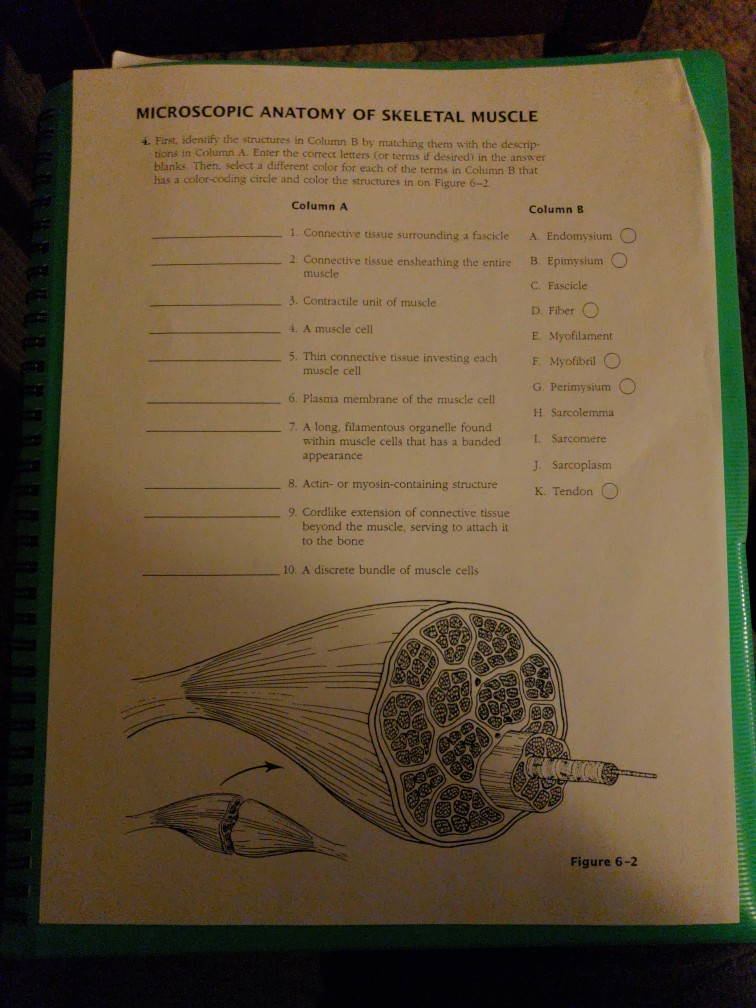 Solved MICROSCOPIC ANATOMY OF SKELETAL MUSCLE 4. First, | Chegg.com