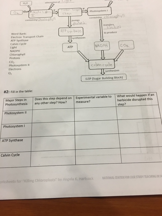 Illuminating photosynthesis worksheet picture