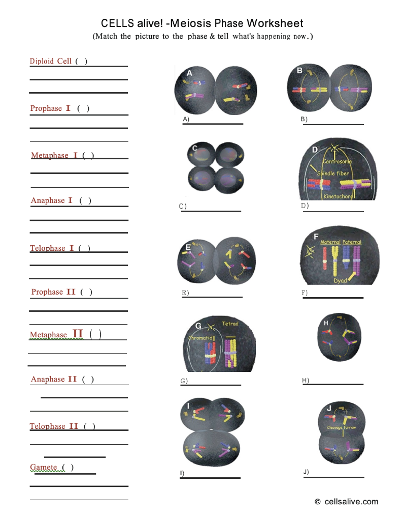 Solved CELLS alive!-Meiosis Phase Worksheet (Match the  Chegg.com Regarding Cells Alive Worksheet Answer Key