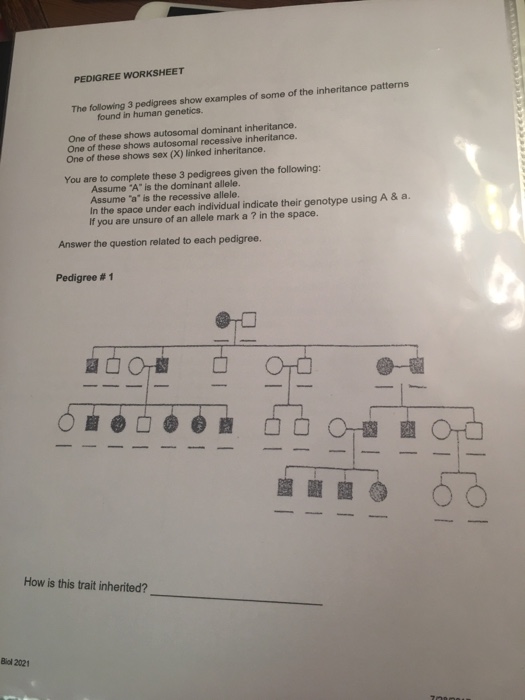 Solved Pedigree Worksheet The Following 3 Pedigrees Show Chegg Com