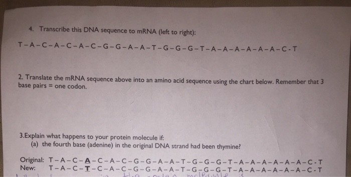 Solved 4 Transcribe This Dna Sequence To Mrna Left To R Chegg Com