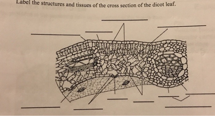 cross section of dicot leaf