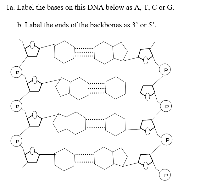 Solved La Label The Bases On This Dna Below As A T C O Chegg Com
