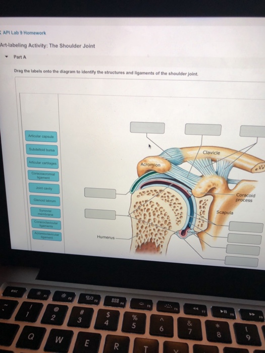 API Lab 9 Homework Art-labeling Activity: The Shou... | Chegg.com