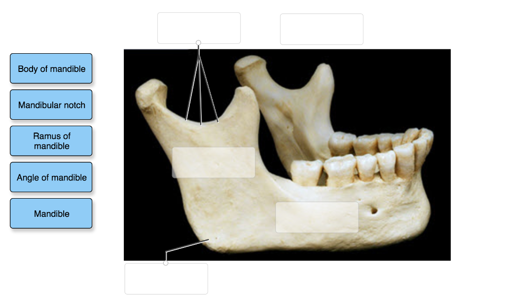Mandibular foramen: Anatomy and contents