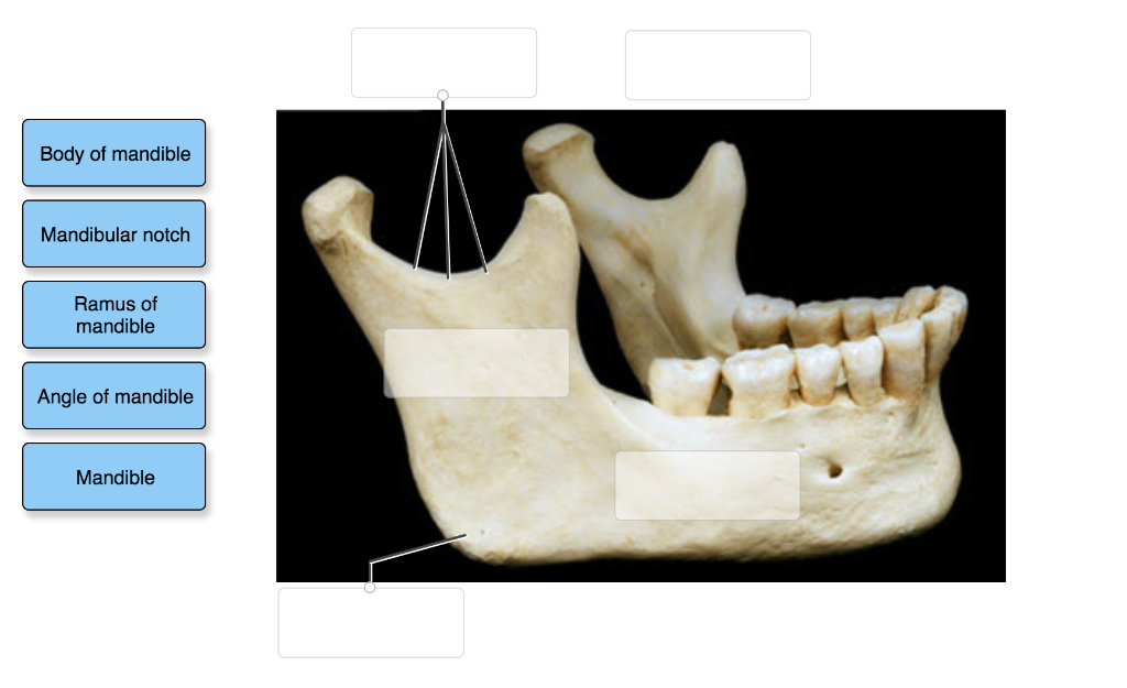 ramus of mandible